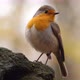 European Robin Bird - VideoHive Item for Sale