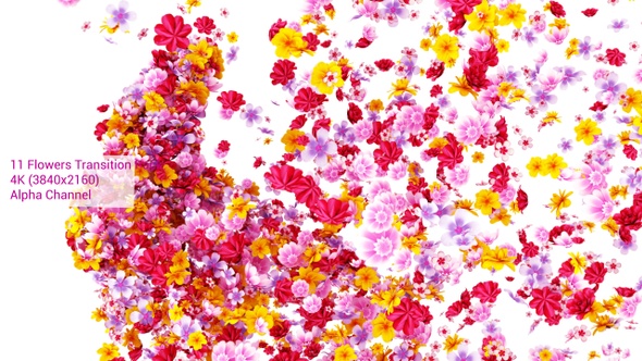 Flowers Transition Pack