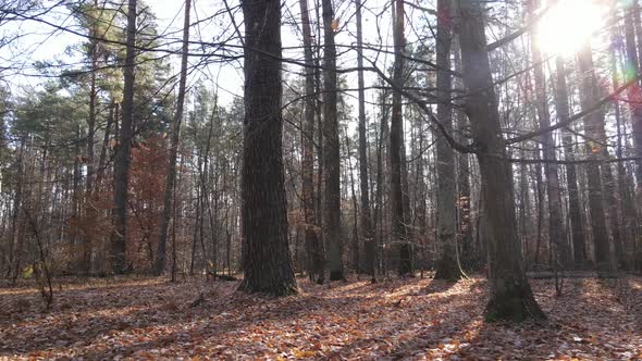 Forest with Trees in an Autumn Day