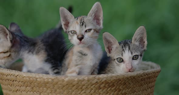 Slow motion shot close up adorable domestic kitten sitting in basket.