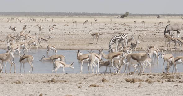 Crowded African Waterhole