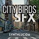City Birds