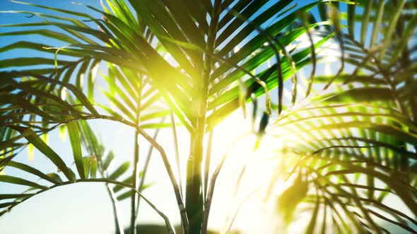 Sunlight Through the Leaves of Palm Trees