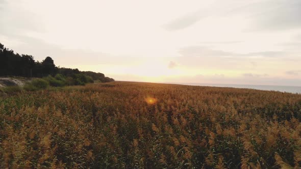 AERIAL: Marsh Grass Swaying in the Breeze, Filmed During Sunrise