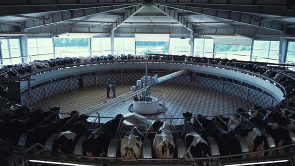 Automatic Milking Carousel Modern Dairy Farm Facility