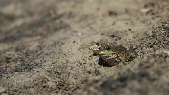 Two Frogs Sit Side By Side on the Sand Near the River Bank. Portrait of Toad