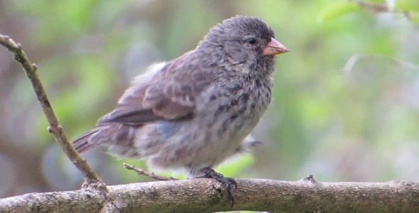 Finch Carding