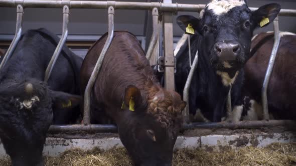 Norwegian Red Oxen Eating Hay In Cow Shed. close up, static