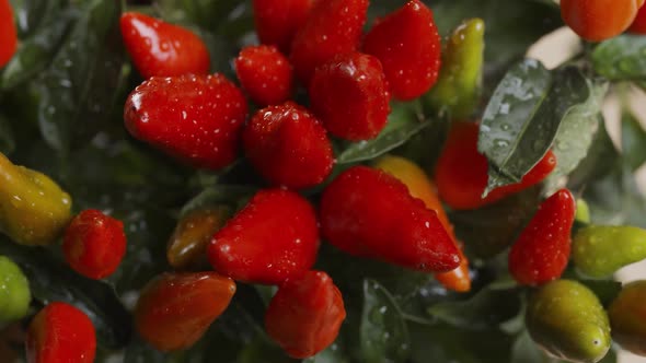 Chili Pepper in Drops of Water after Watering.