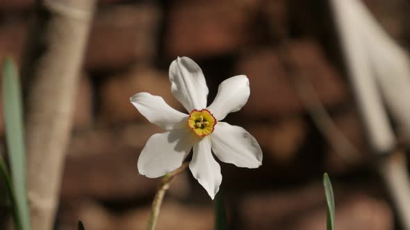 Hidden beautiful   Narcissus poeticus flower  close-up 4K 2160p 30fps UltraHD footage - Daffodil pla