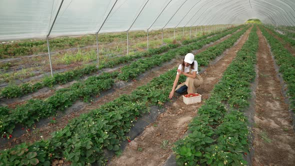 Young Woman Picking Fresh Ripe Strawberries