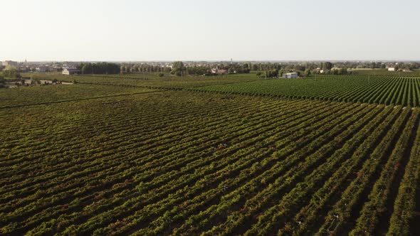 Aerial view of Italian red grape vineyard