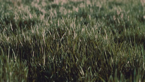 Close Up of Fresh Thick Grass in the Early Morning