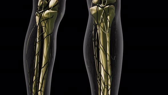 Science Anatomy of Human Blood Vessels alt