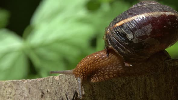 Big Snail in Shell Crawling in Forest Closeup