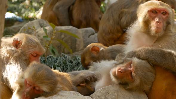 Group of Rhesus Macaques on Rocks. Family of Furry Beautiful Macaques Gathering on Rocks in Nature