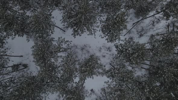 Top down view over group of pine trees in winter. Deer running through snow covered ground.