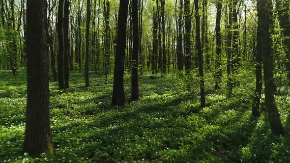 Spring Forest