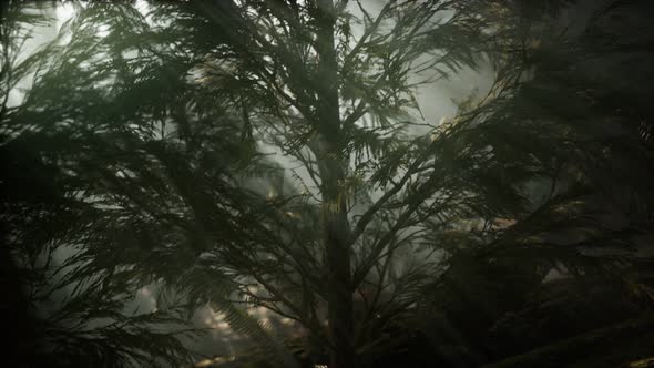 Morning with Fog in Sequoia National Park