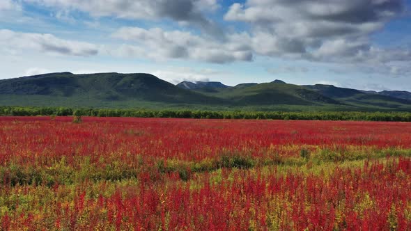 Blooming Flowers Willowherb Field