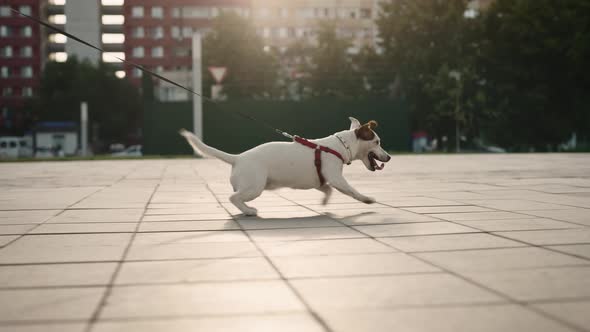 Jack Russell Running Down the Sidewalk