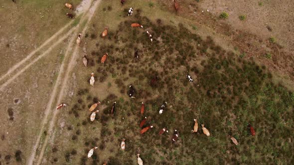 Cows Graze in the Pasture