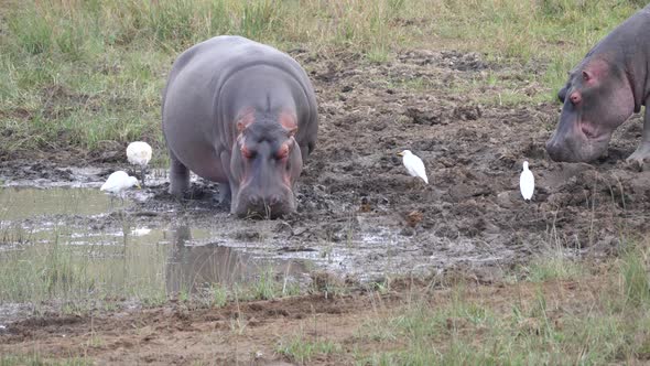 Two hippos near a waterpool 