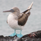 Blue Foot Booby - VideoHive Item for Sale
