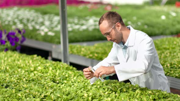 Male Agricultural Scientist Holding Glass Tube with Sample Fertilizer Pouring on Plant Medium Shot