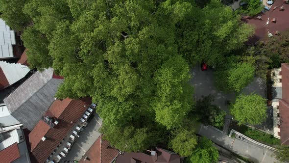 Historical Sycamore Trees On City