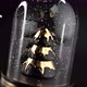 Modern Glass Dome With Black And Golden Christmas Tree - VideoHive Item for Sale