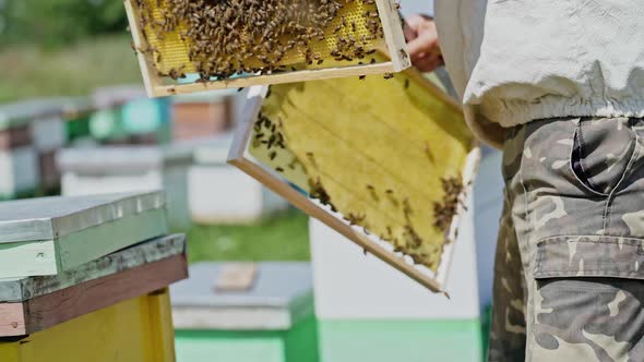 Frames of a bee hive. Beekeeper harvesting honey. Working bees on honey cells.