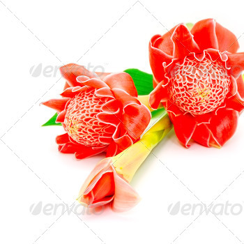 or) isolated on a white background