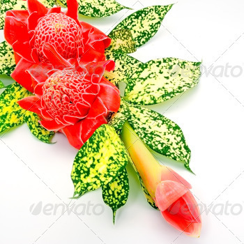 or) isolated on a white background with the green leaves