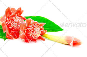 ior) isolated on a white background