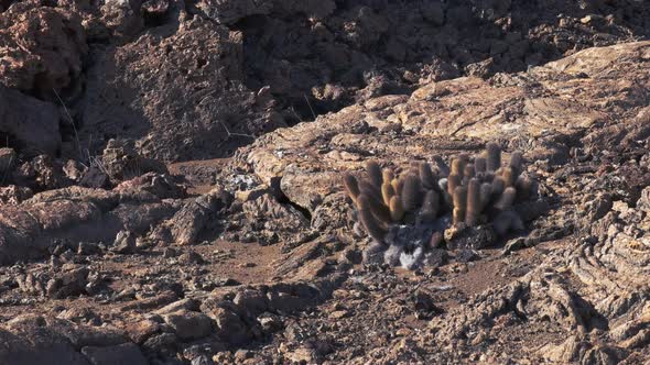 pan of lava cactus on isla bartolome in the galapagos