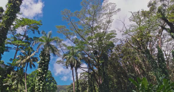 Tropical Rainforest Canopy 4K