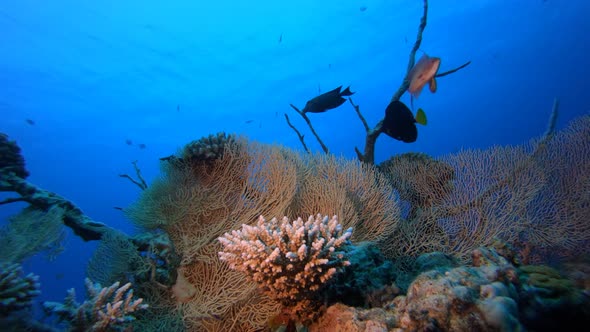 Underwater Scene Coral Reef