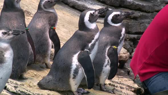 Feeding cute adorable magellanic penguin on a marine aquarium exhibit