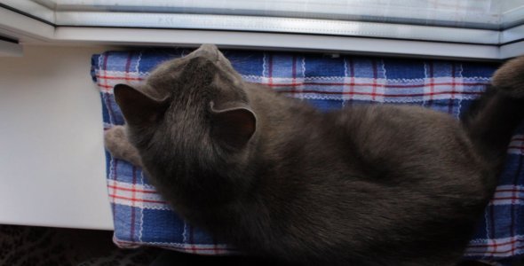 Russian Blue Cat on Window Sill (High Angle)