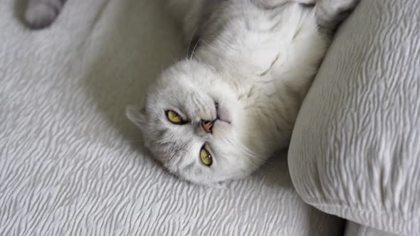 a British Fold Cat with Green Eyes Lies on a Light Sofa on Its Back Paws Up