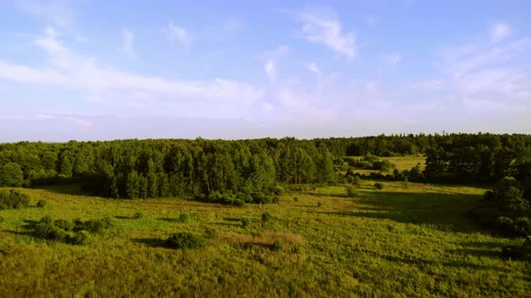 A forest area in the rays of the evening sun.