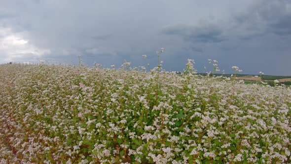 Field of flowering buckwheat