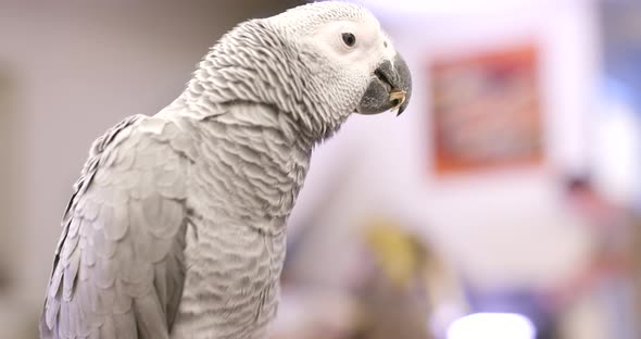 African grey parrot eating sunflower seed