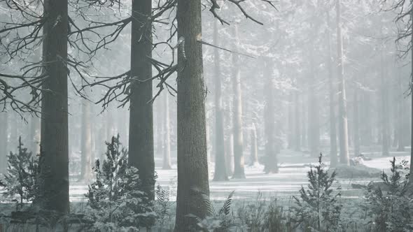 Sunset or Sunrise in the Winter Pine Forest Covered with a Snow