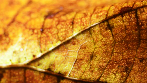Dry Leaf Inspection