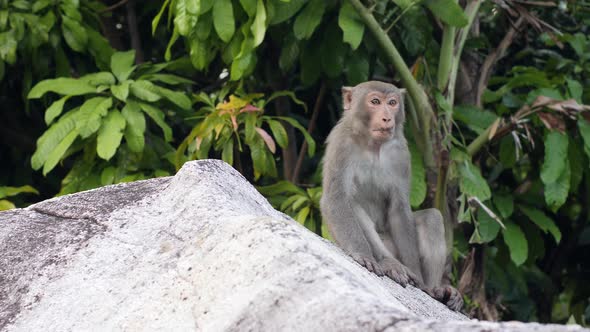 Close Up View of a Wild Monkey Sitting on a Rock in the Jungle