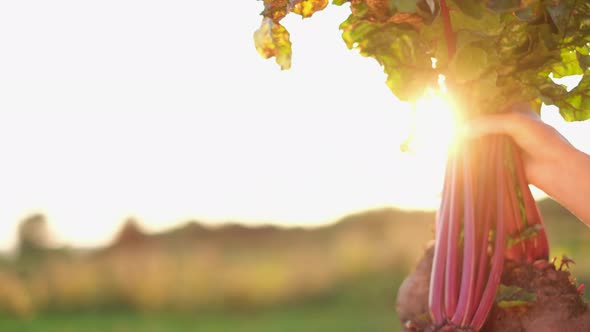 Bunch of Fresh Vegetables in the Hand on a Green Field Background