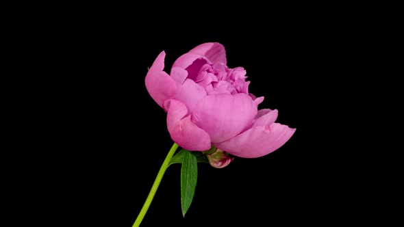 Time Lapse of Opening Peony Flower on Pure Black Background