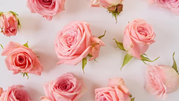 Beautiful Pink Rose Rotating on White Background Macro Shot